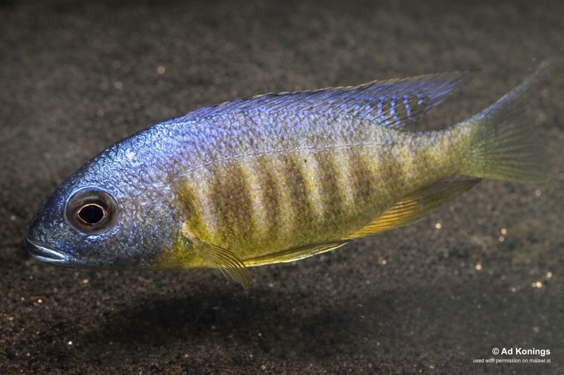 Placidochromis sp. 'electra blackfin' Magunga